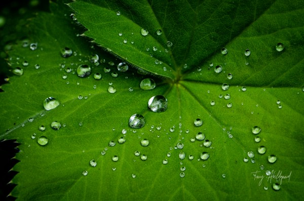 Macro Dew Drop Hi Res   A3 by Tracy Abildgaard